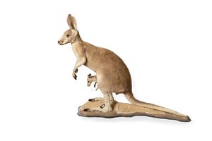 Image description is not available for 1983.134.1